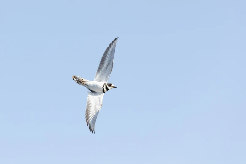 a white and black bird flying through a blue sky