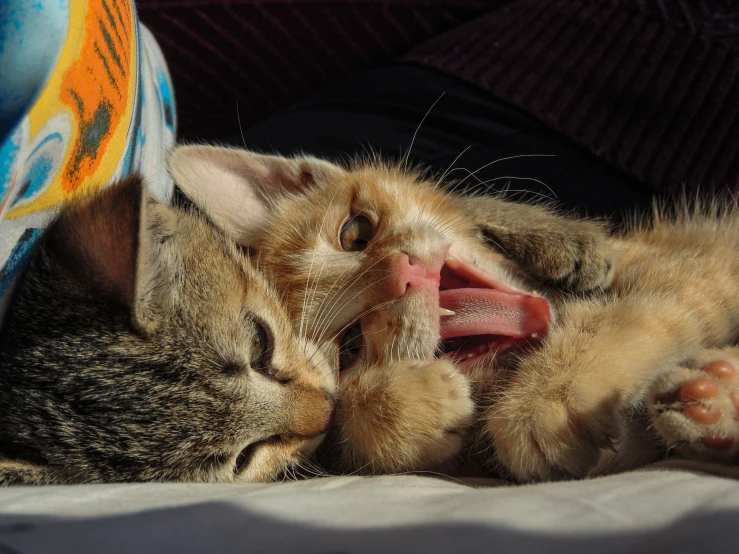 a cute little cat laying down with it's mouth wide open