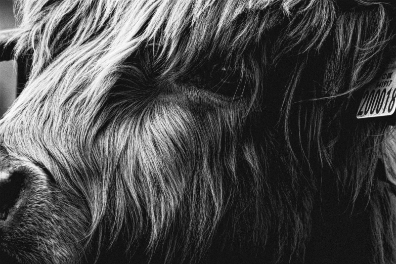 black and white pograph of a cow with long hair