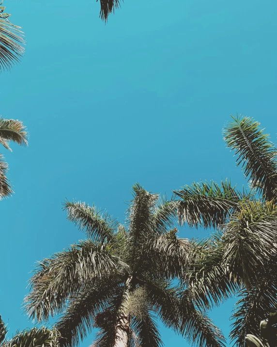 a po looking up at several palm trees