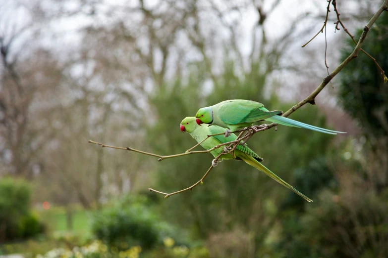 two parrots perched on top of nches in a tree