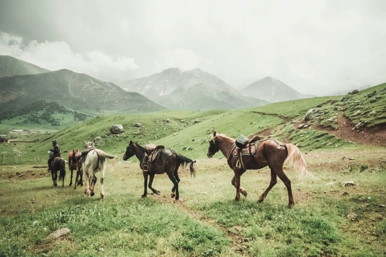 several horses walking through a grassy field with mountains in the background