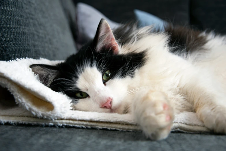 a black and white cat is laying on its back on a towel