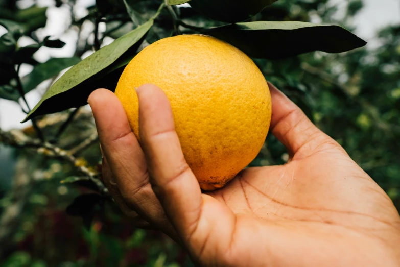 a person holds an orange in front of a tree