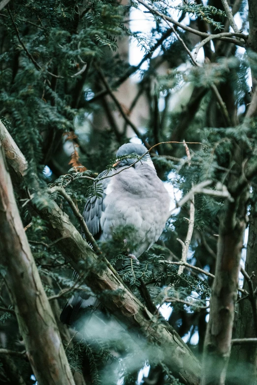 a pigeon sitting on top of a tree nch