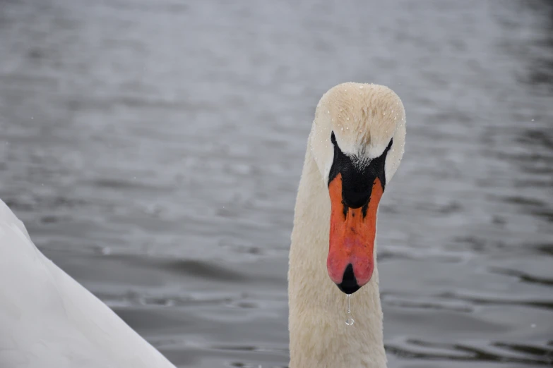 a white swan is standing on a gray surface