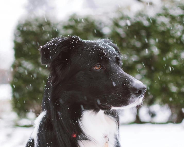 the dog is staring at soing out of focus