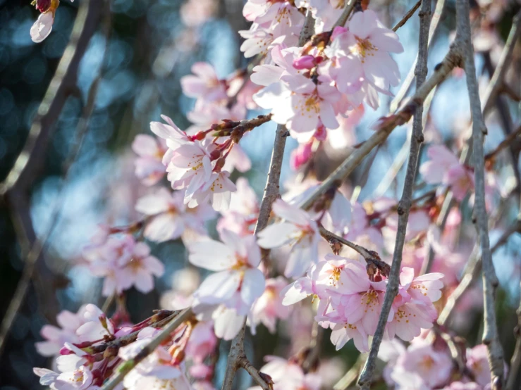 a bunch of flowers hanging from the nches