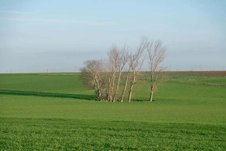 a lone tree in an open field on a sunny day