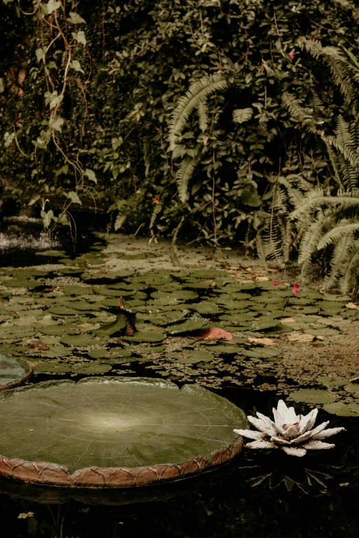 a lily pad in a swampy pond with leaves