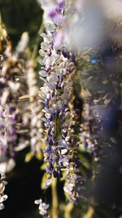 lilac flowers are in full bloom and a purple thing is still growing