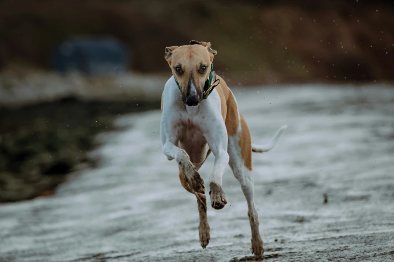 a brown and white dog running down a dirt road