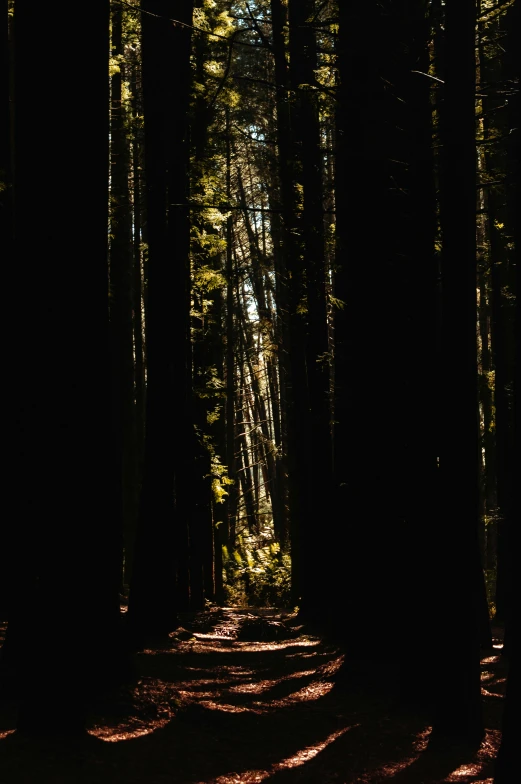 a dark road with trees lining the side