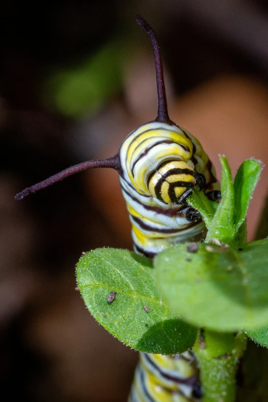 there is an insect that is sitting on a leaf