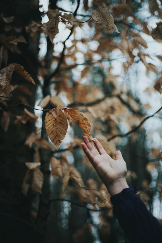 person reaching out for leaves on a nch in the forest