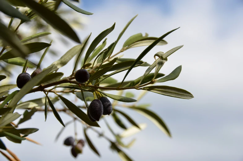 leaves and fruit of an olive tree with blue sky background