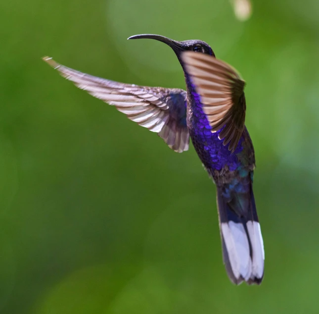 the hummingbird is flying in the air, near some plants