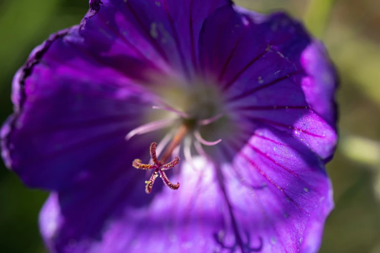 a large purple flower in a field with a sky background