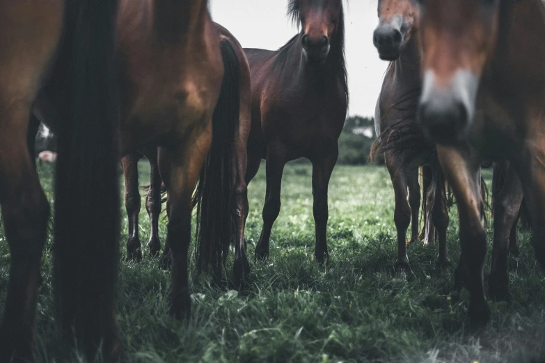 a group of horses standing on a lush green field