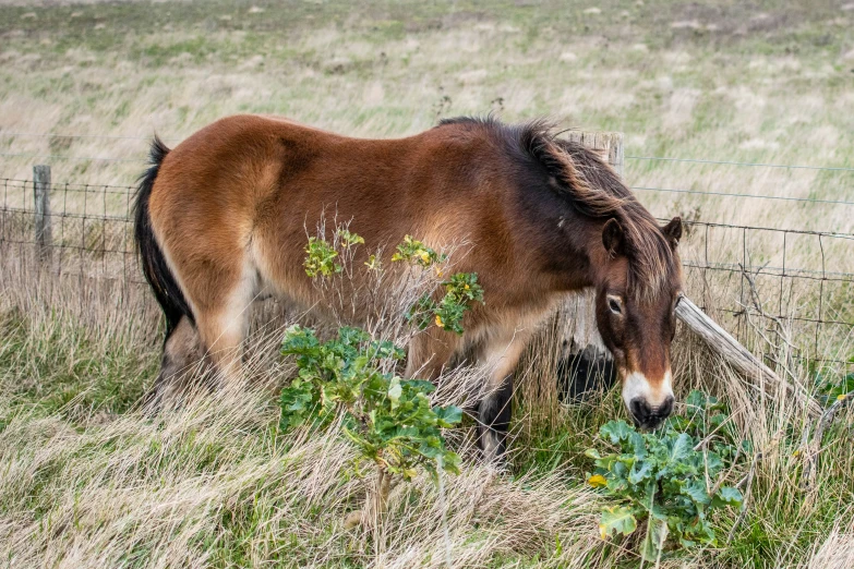 a pony grazes on tall grass in an open field