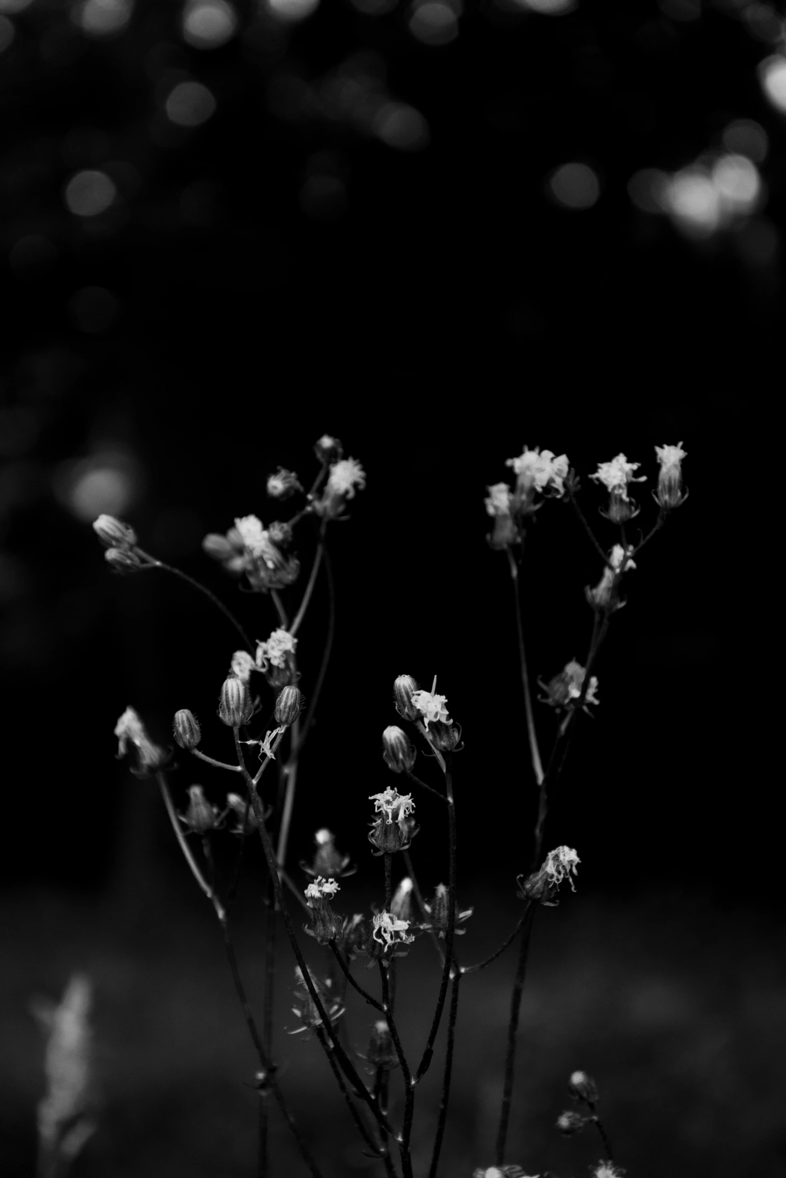 small white flowers are growing through the grass