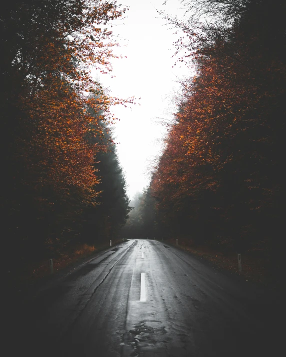 a long, empty dirt road is covered by red leaves