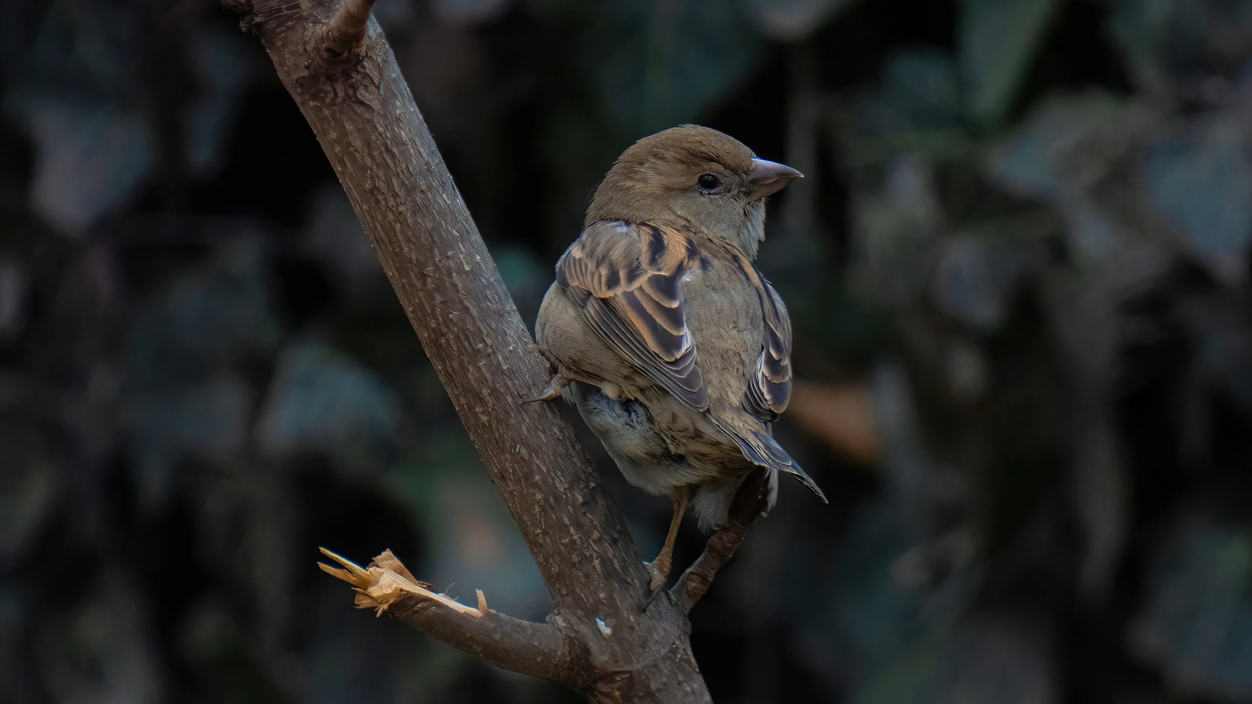 a brown bird sitting on the nch of a tree