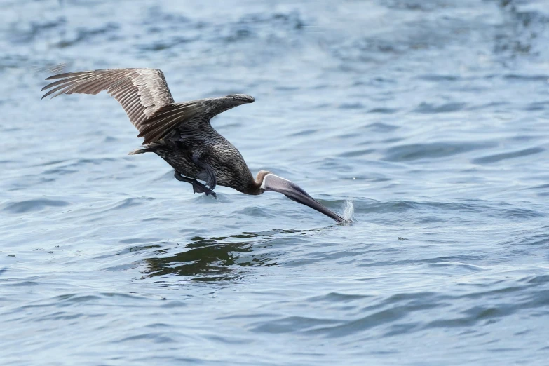 an image of a pelican in the air in the water