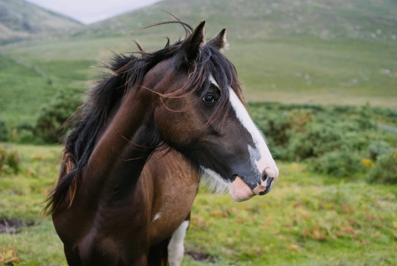 brown horse in field with mountains in background