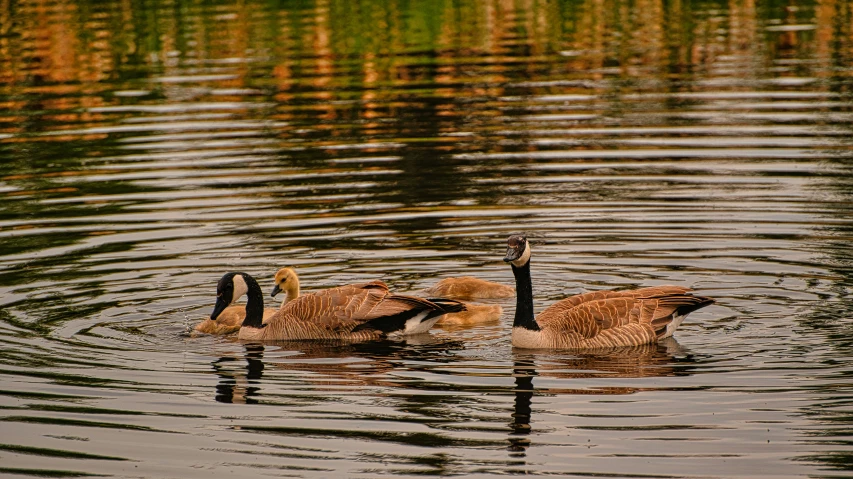 a group of geese in the water with green grass