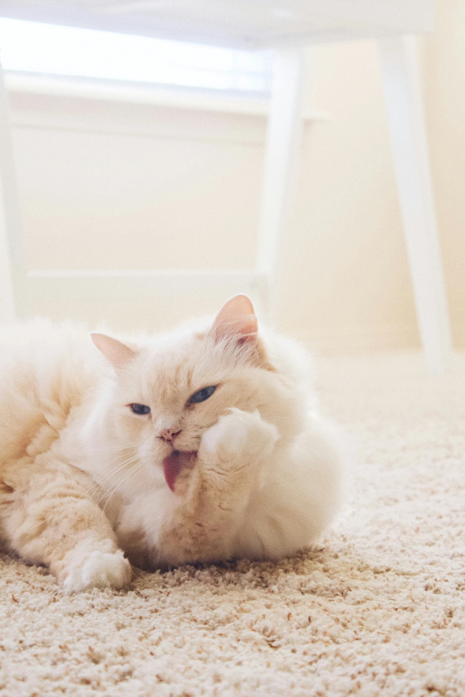 a fluffy white cat licking itself on the carpet