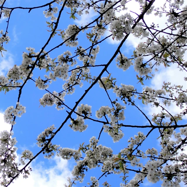 a tree with lots of white flowers and leaves