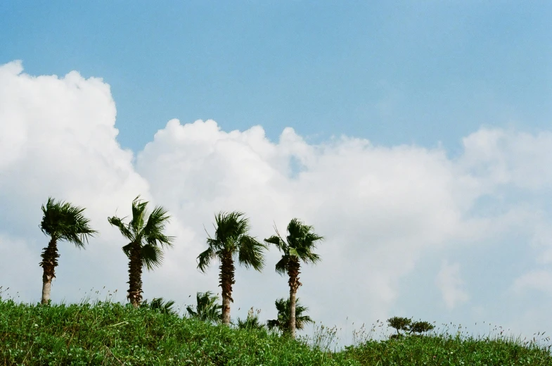 there are some small palm trees on the hill