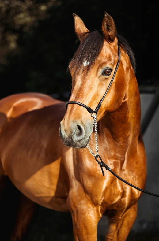 there is a brown horse that has a white stripe on it