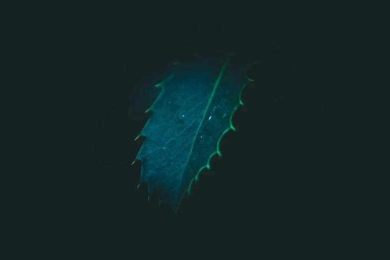 a leaf is illuminated green in the dark