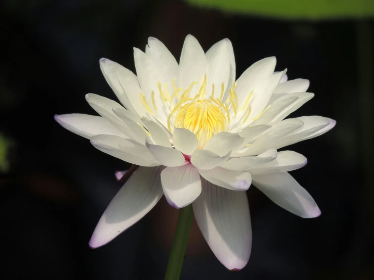 there is a lotus flower with many petals blooming