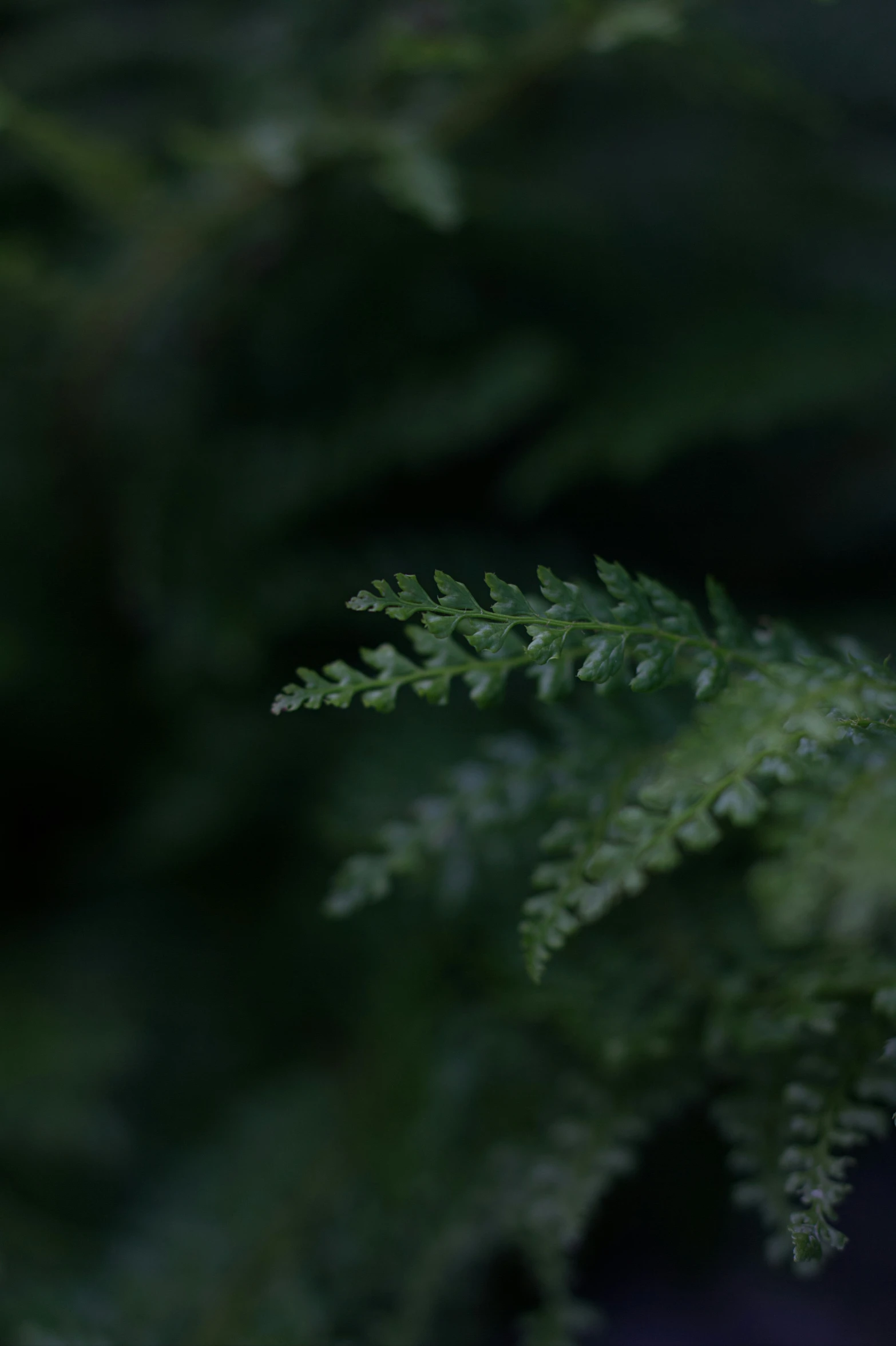 green plant with lots of tiny white flowers