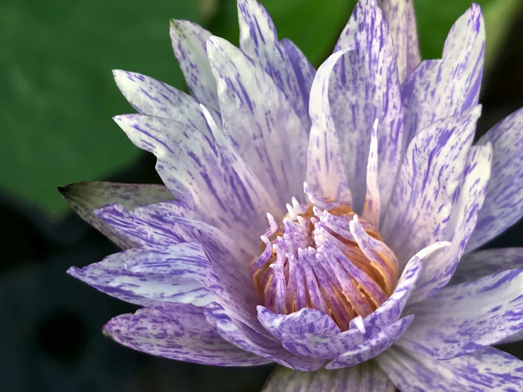 there is a purple and white flower close up