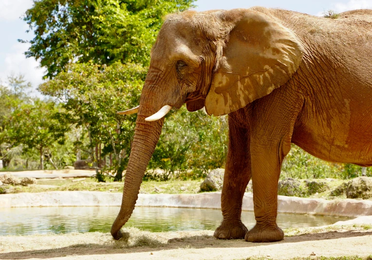 an elephant walks on a sandy, grassy ground