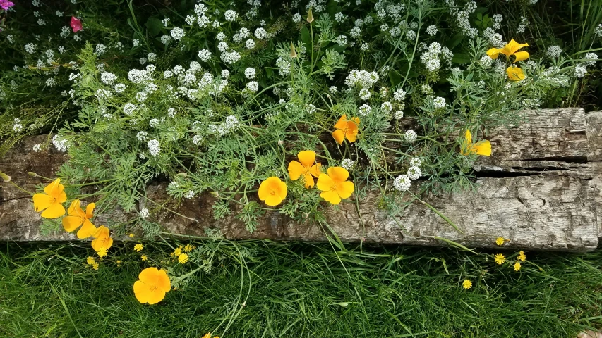 wild flowers growing on top of a log and some green grass