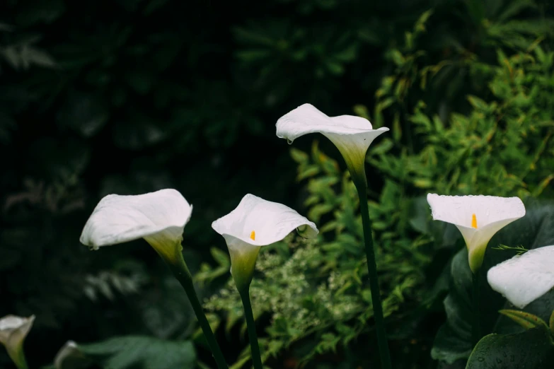 three white flowered flowers in front of some plants