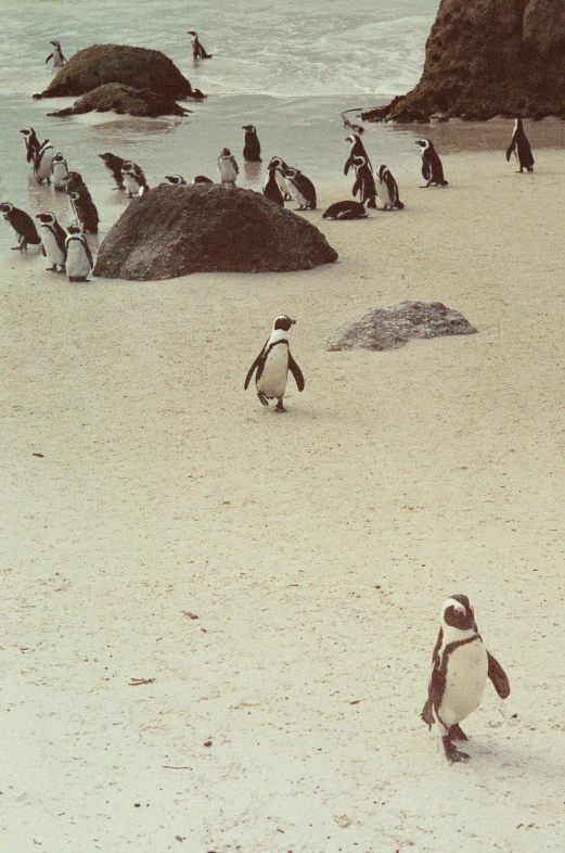 the penguins walk on the beach beside the rocks