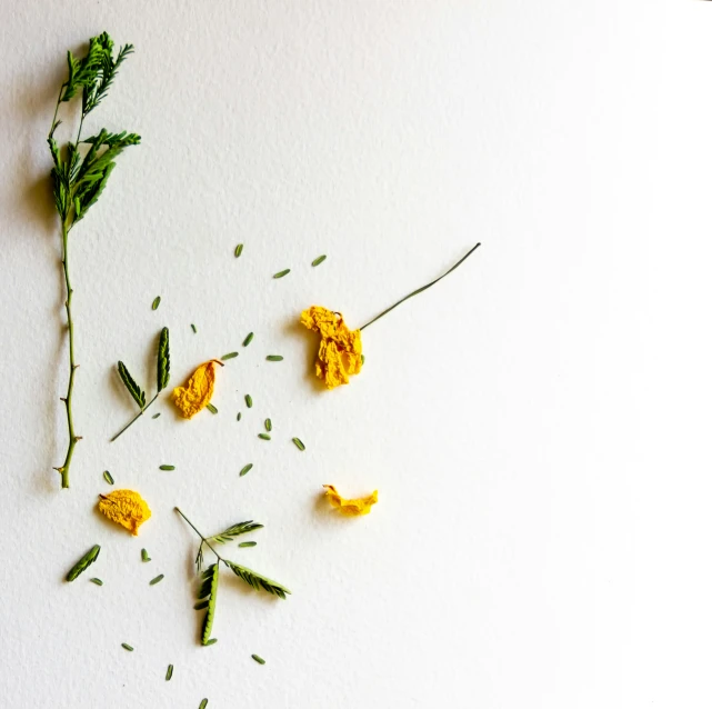 a white surface topped with small dried flowers