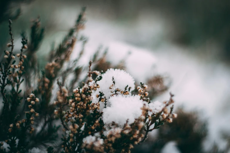 the snow on top of some plants is almost covered in frost