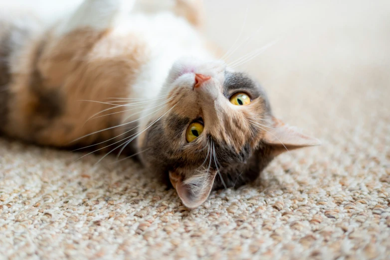 a cat lies upside down on the carpet