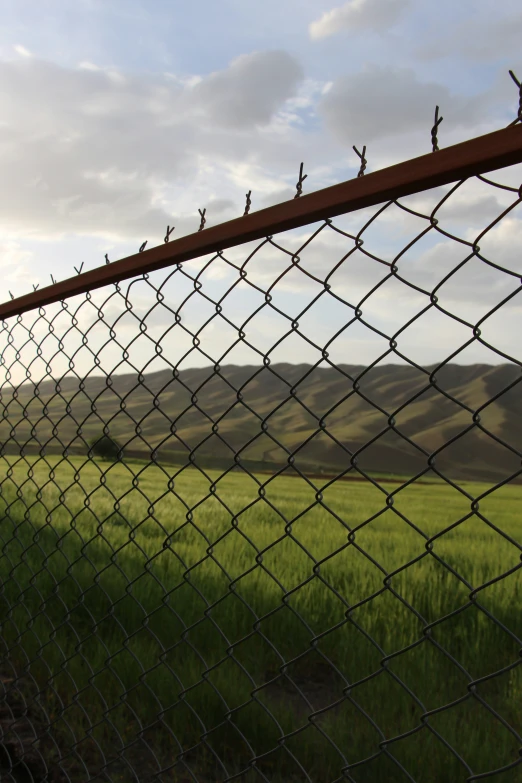 many birds are on top of the wire fence