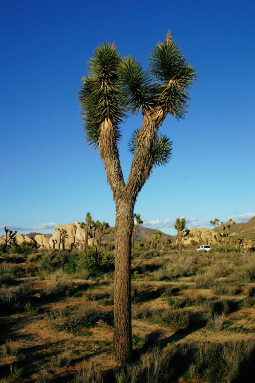 a large plant is in the middle of a field