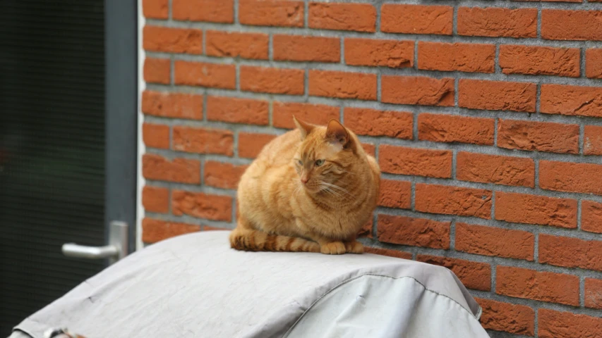 an orange cat sits on top of a barber chair