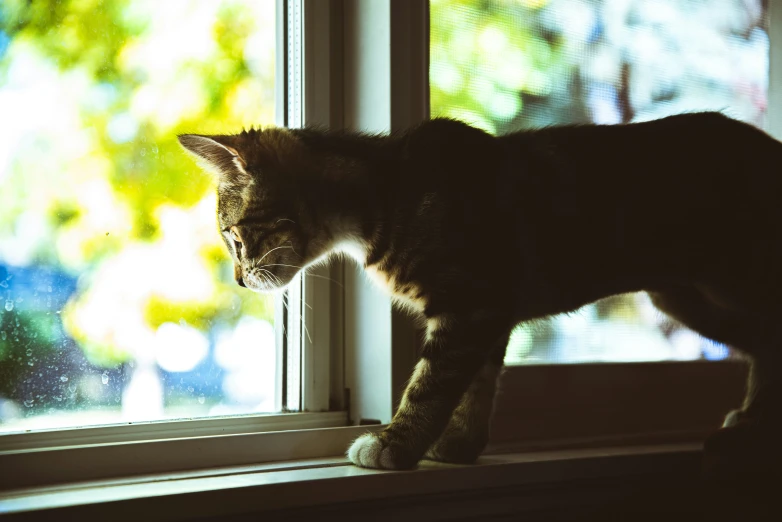 a cat standing in front of the window, staring out