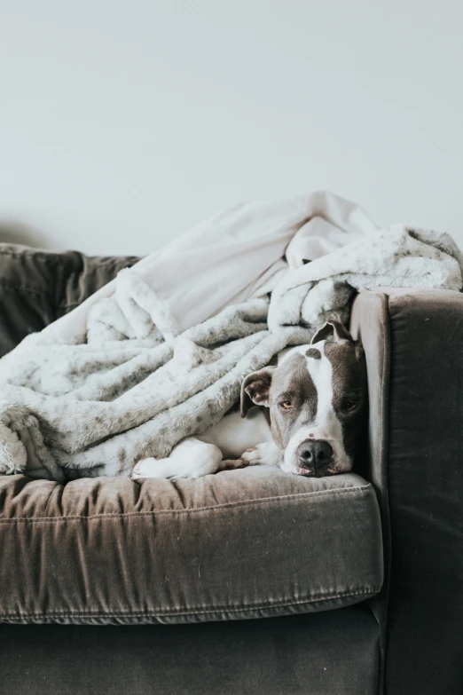 a dog is laying on a couch covered in blankets